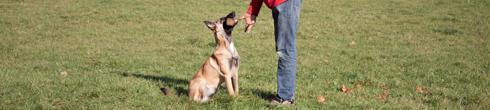 szkolenie psów